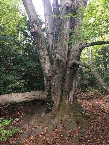 Expérience du « Grand Parc » sur le thème du Langage des Arbres intriqués à la Trame vivante du Territoire 