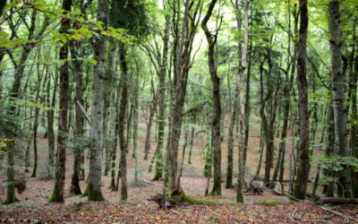 Découverte et décodage du langage des arbres intriqués à la Trame vivante du Territoire et aux Luminaires célestes