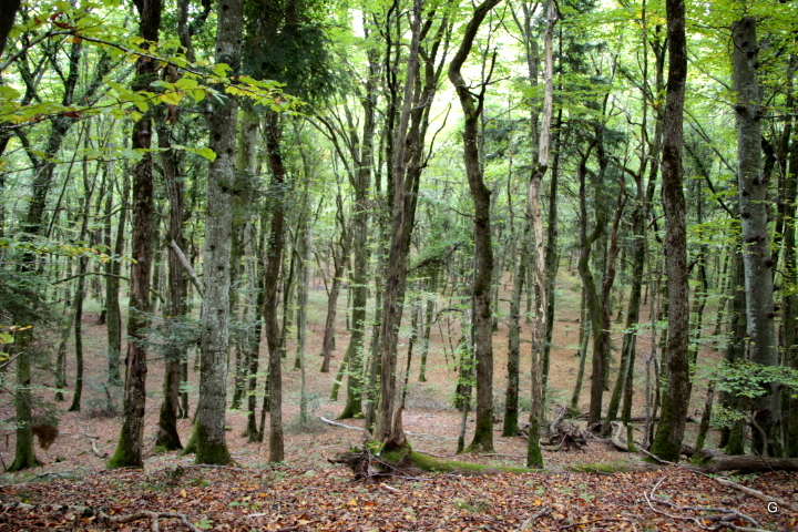 Découverte et décodage du langage des arbres intriqués à la Trame vivante du Territoire et aux Luminaires célestes